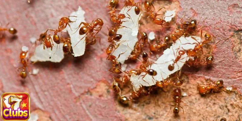 Chiêm bao thấy kiến bò cho thấy bạn nên tiết kiệm